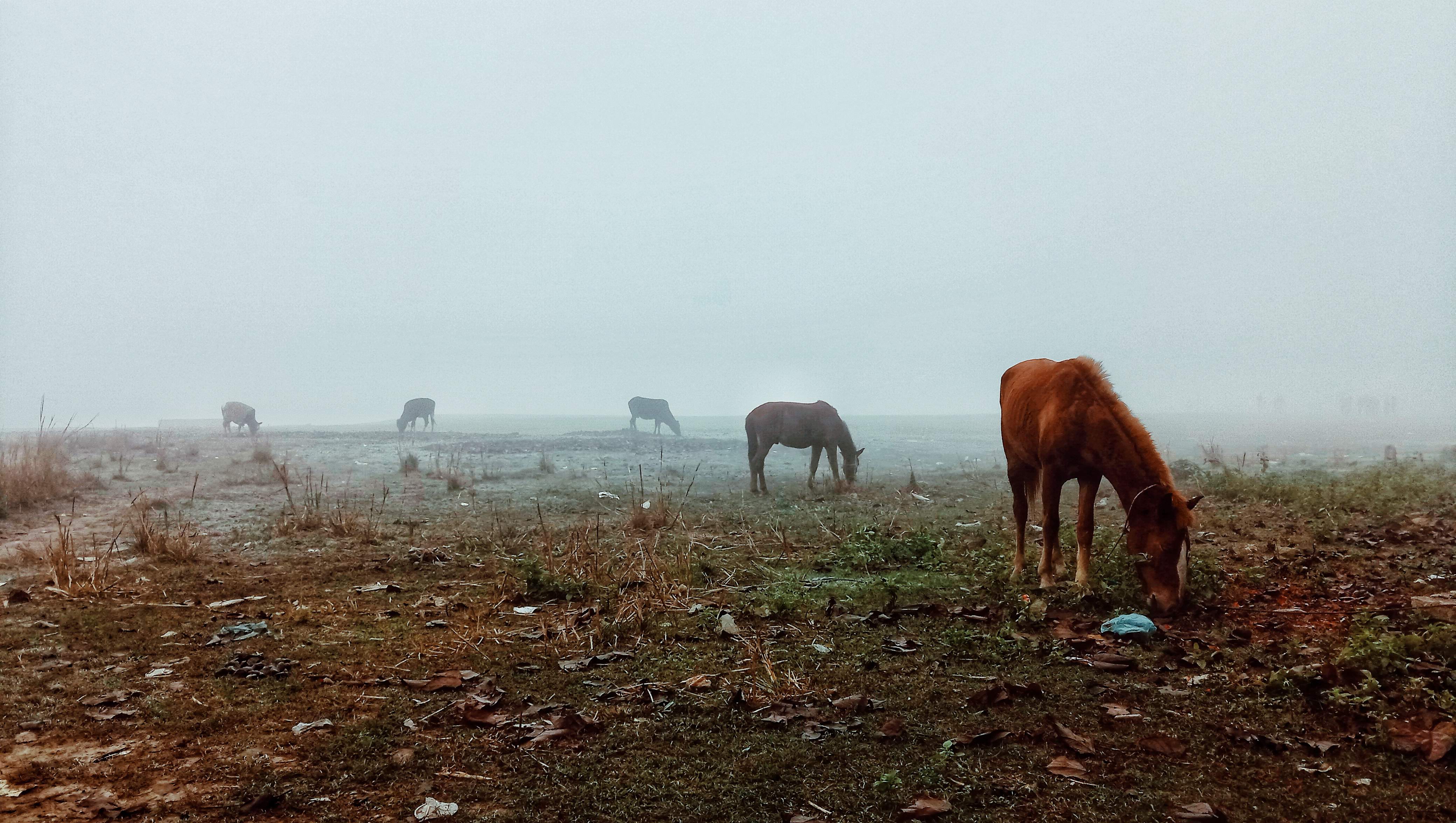 Winter In Bengal